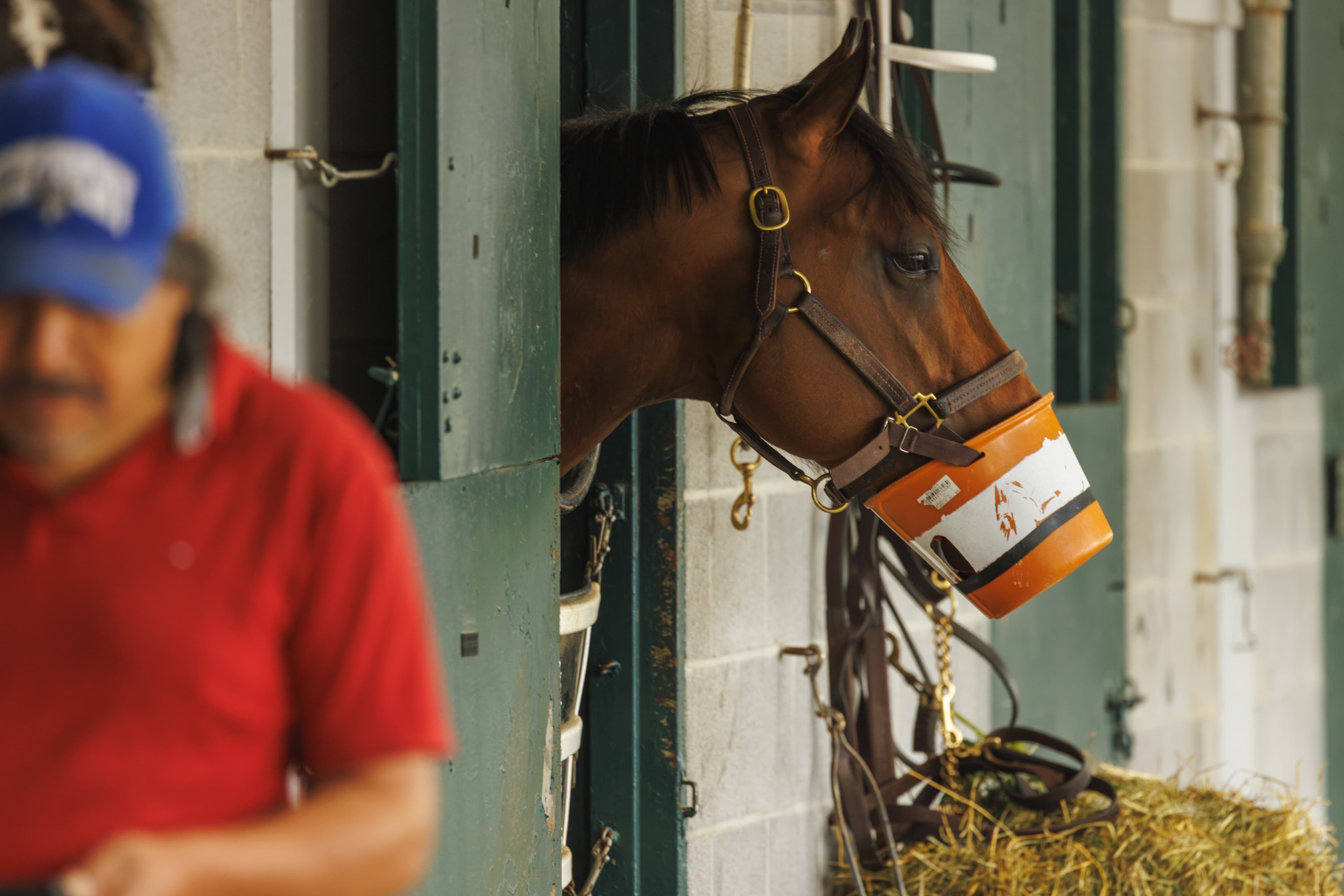 Horseracing Integrity and Safety Authority
