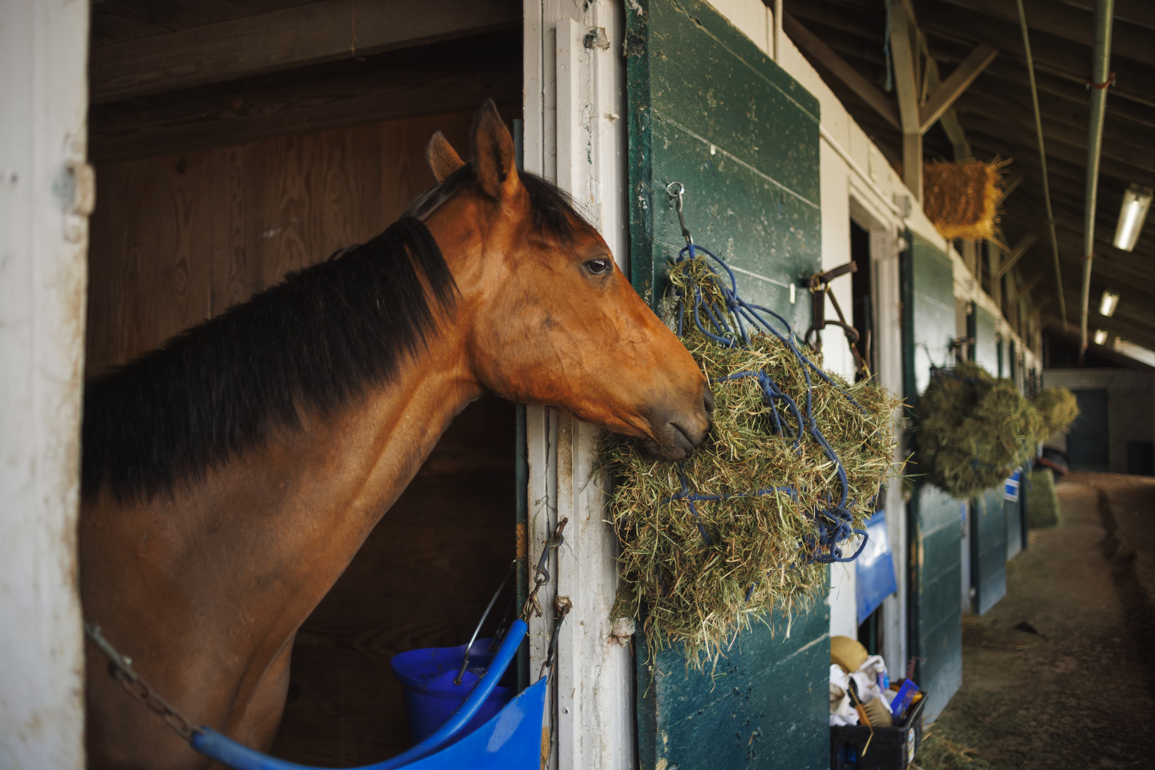 Horseracing Integrity and Safety Authority